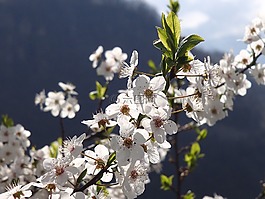 開花,春天,花