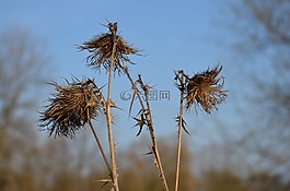 工廠,薊,性質(zhì)