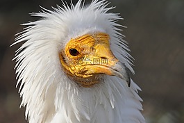 動(dòng)物,鳥,猛禽
