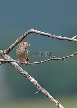 野生動物,鳥,越南