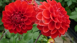 嬌琴紗,花,紅色