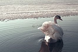 天鵝,湖,鳥(niǎo)
