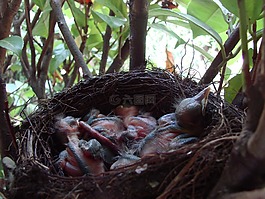 性質(zhì),巢,黑鳥