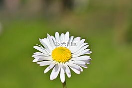 雛菊,花,白