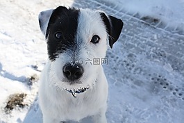 黑色,白,模式