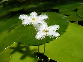 水生植物,開花,白
