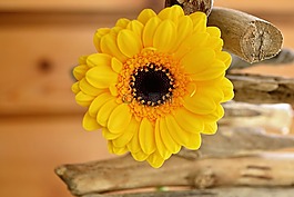 花,開花,黃色
