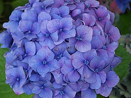 繡球花,藍色,花