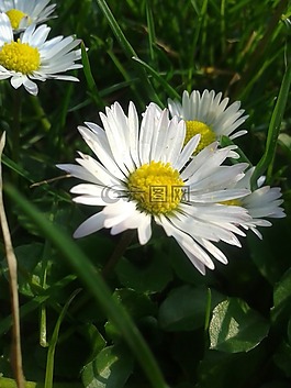 雛菊,蒲公英,白