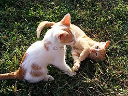 小貓,播放,動物