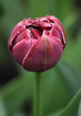 花,紅色,綠色