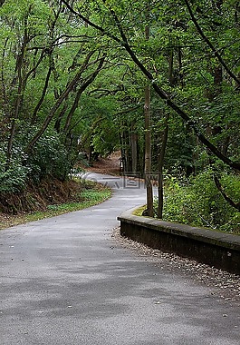 離,森林,徒步旅行