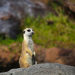 貓鼬,動物園,動物
