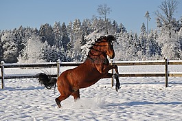 雪,冬天,馬