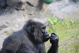 大猩猩,動物園,動物