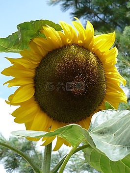 太陽花,開花,光明