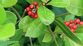 水果,花園,植物