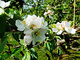 蘋果花,開花,蘋果樹
