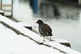 冬天,雪,鸟