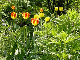 郁金香,花園,鮮花
