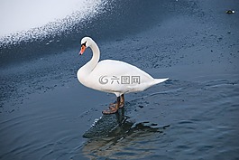 天鵝,湖,冬天