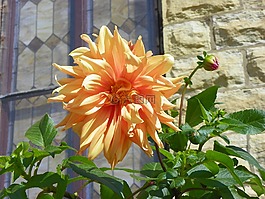 大麗花,橙花,春