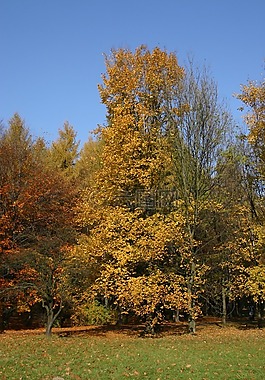 公園,森林,秋