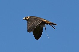 獵鷹,wildpark 地點(diǎn),飛行