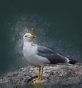海鷗,鳥,海
