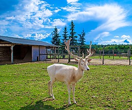 鹿,波蘭,動物園