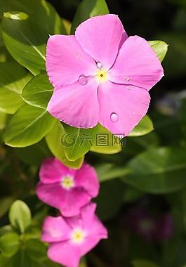 花卉,性質(zhì),春