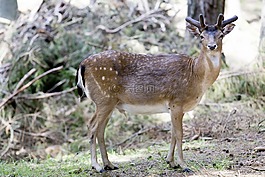 鹿,動物,號角