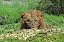 獅子,動物,野生