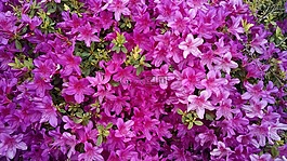 鮮花,杜鵑花,紫羅蘭色