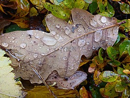 葉,自然,水