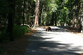 美國,熊,公園