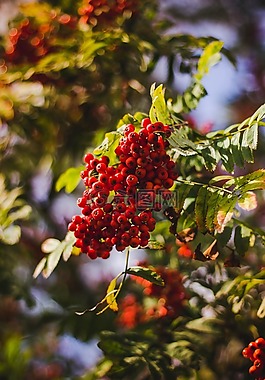 紅色,水果,綠色