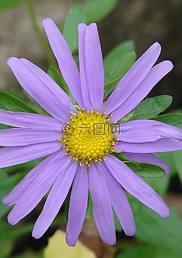 開花,花園,廠