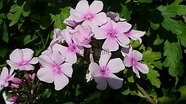 福祿考,花,花園