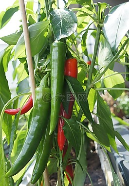 辣椒,蔬菜,植物