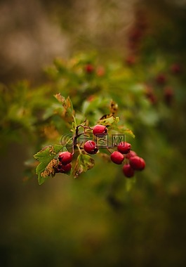 紅色,水果,綠色