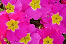 花,natur,花的