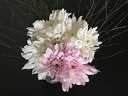 白色的花,粉红色,罗莎