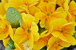 花,natur,花的