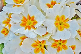 花,natur,花的