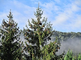 雾,谷,景观