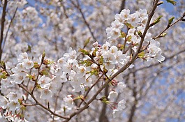 櫻桃,日本,鮮花