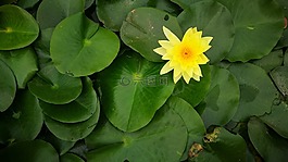 tigernoy,蓮花,愛
