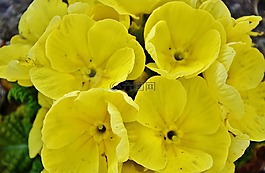 花,natur,花的