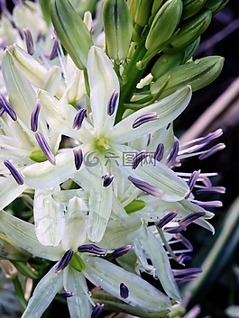 開花,花,性質(zhì)